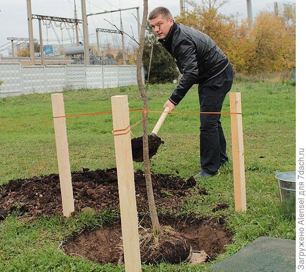 Ясень: посадка, уход болезни. Виды ясеня