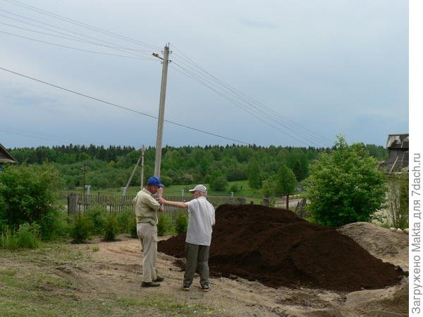 Живая изгородь из западной туи Брабант: как ухаживать, сажать и стричь