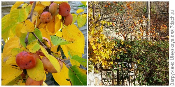 Деревья и кустарники с желтыми листьями осенью. Фото