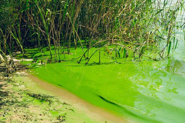 Почему цветет вода и как этого избежать