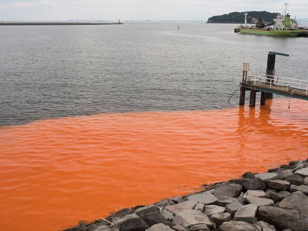 Почему цветет вода и как этого избежать