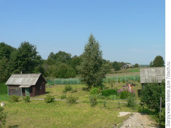 Живая изгородь из западной туи Брабант: как ухаживать, сажать и стричь