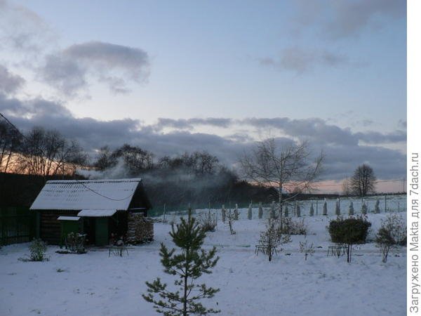 Живая изгородь из западной туи Брабант: как ухаживать, сажать и стричь