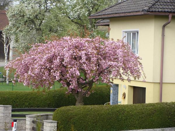 Плакучие лиственные деревья для дачи: название, описание, фото