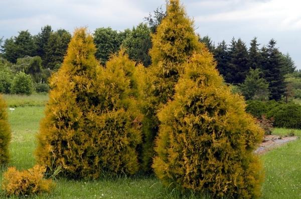 Хвойные растения для живых изгородей - формованных и свободно растущих