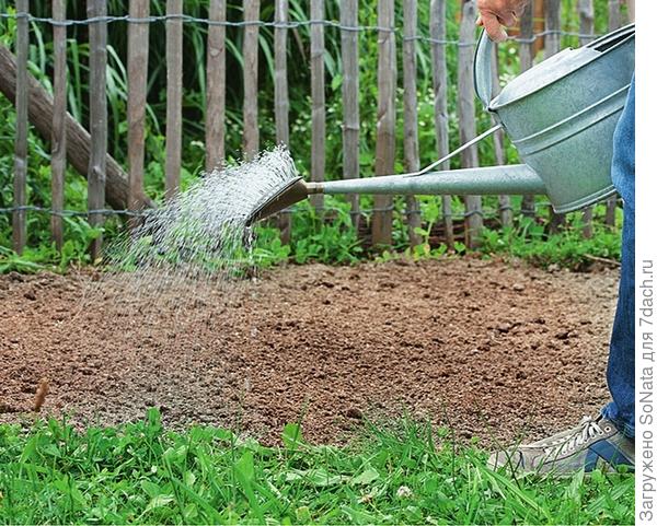 Газонные цветочные смеси для сада: посев, уход, фото