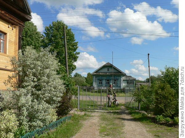 Живая изгородь из западной туи Брабант: как ухаживать, сажать и стричь