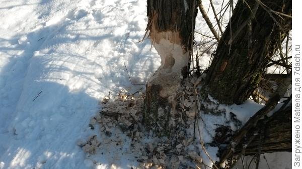 Знакомьтесь, моя деревня. Граница на замке