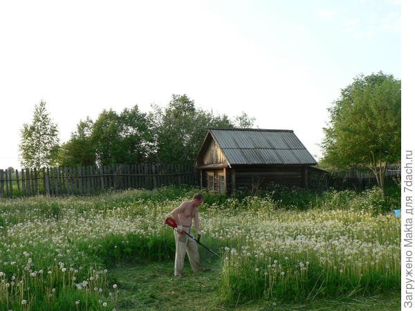 Живая изгородь из западной туи Брабант: как ухаживать, сажать и стричь