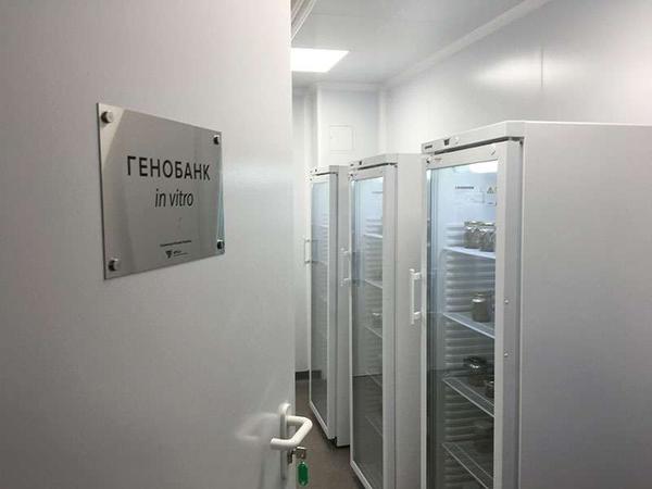 Растения из пробирки в Никитском ботаническом саду