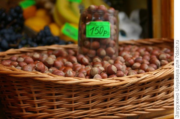 Деревья и кустарники с желтыми листьями осенью. Фото