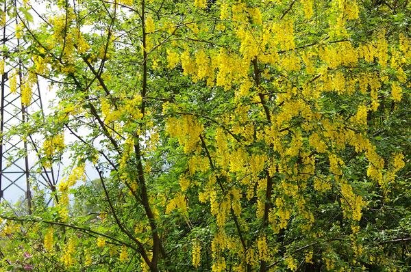 Декоративные деревья и кустарники с полуажурной кроной: обзор, фото