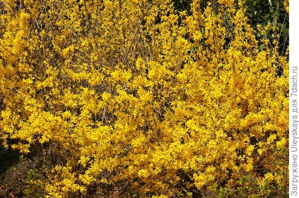 Декоративные деревья и кустарники с полуажурной кроной: обзор, фото