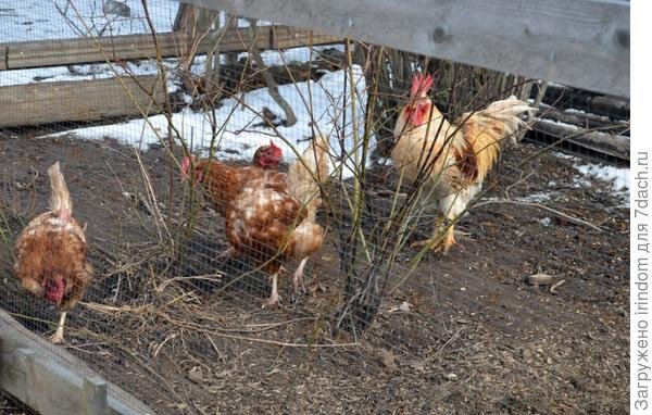 Садовая дорожка и другие весенние хлопоты