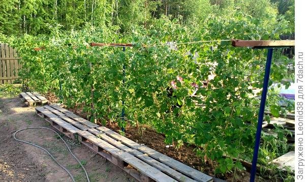 Высокие грядки из дерева и подпорки для малины своими руками. Фото