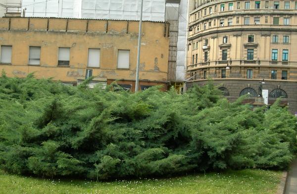 Хвойные растения для живых изгородей - формованных и свободно растущих