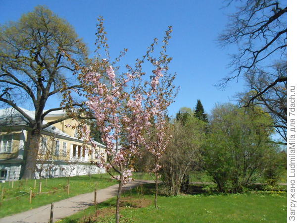 Ботанический сад Петра Великого